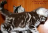 Фото Британские котята шоколадный мрамор из питомника VIVIAN.