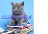 Фото Голубые британские котята на продажу.