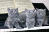 Фото Голубые британские котята на продажу.