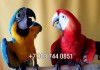 Попугаи ара - абсолютно ручные птенцы из питомника