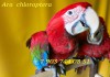 Фото Попугаи ара - абсолютно ручные птенцы из питомника