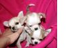 Фото Чихуахуа щенки по умеренным ценам