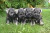 Фото Цвергшнауцер щенки, хвост купирован