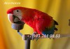 Красный ара (Ara macao) - птенцы выкормыши из питомника