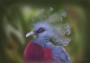 Фото Венценосные голуби из питомника