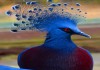 Фото Венценосные голуби из питомника