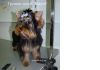 Фото Грумер – мастер по стрижке домашних животных, предлагающий комплексный уход за шерстью