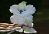 Фото Синеочковый какаду (Cacatua ophthalmica) ручные птенцы из питомника