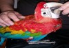 Рубиновый ара (гибрид попугаев ара) - ручные птенцы из питомника