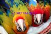 Камелот (гибрид попугаев ара) - ручные птенцы из питомника
