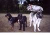 Фото Дрессировка собак в омске