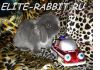 Фото Элитные карликовые кролики NHD (мини) из питомника