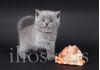 Фото Британские котята: от классики до эксклюзива!