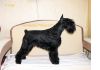 Фото Тримминг жесткошерстных пород собак. Профессиональный салон - опытные мастера по триммингу.