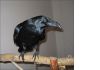 Фото Ворон черный - птенцы выкормыши