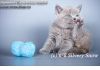Фото Продаются голубые британские котята.