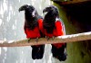 Грифовый или щетиноголовый попугай (Psittrichas fulgidus) ручные птенцы из питомника