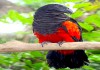 Фото Грифовый или щетиноголовый попугай (Psittrichas fulgidus) ручные птенцы из питомника