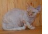 Фото Очаровательные котята -девонята Продам