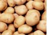 Продовольственный и семенной картофель