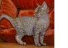 Фото Очаровательные котята -девонята. Продам.
