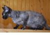 Фото Очаровательные котята -девонята. Продам.