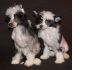 Фото Китайские хохлатые щенки - продажа