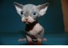 Фото Голые котята канадского сфинкса питомника Винтаж