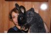 Фото Cупер кролики мясных пород!,