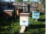 Фото Легендарный готовый пчелиный бизнес
