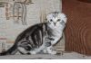 Фото Шотландские вислоухие,  британские котята и хайлед