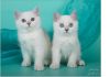 Фото Британские серебристые и золотые котята