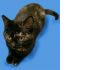 Фото Дульсинея Прекрасная - Кошка Черепахового Ордена