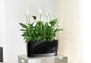 Фото Стильные растения и кашпо для дома и офиса