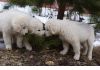 Фото Щенки мареммо-абруцкой овчарки, только для частного дома