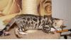 Фото Бенгальские котята - розетка на золоте