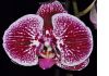 Фото Продаю орхидеи почтой