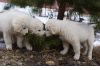 Фото Продажа щенков мареммо-абруцкой овчарки