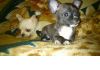 Фото Продам перспективных щенков чихуахуа мини
