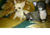 Фото Продам перспективных щенков чихуахуа мини