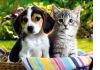 Фото Передержка животных, собак и кошек в Подмосковье