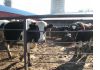 Фото Коровий навоз, купить коровий навоз в спб, навоз