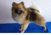 Фото Стрижка Вашей кошки, собаки без наркоза, с выездом