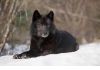 Фото Канадский Чёрный волк щенки купить можно у нас