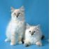Фото Невские маскарадные котята продаются.