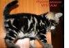 Фото Британские  котята мрамор из питомника VIVIAN
