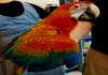 Гибрид попугаев ара Тропикана - птенцы выкормыши из питомника