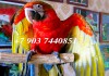 Фото Гибрид попугаев ара Тропикана - птенцы выкормыши из питомника