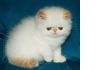 Фото Породистые персы и экзоты- котята для Вас