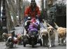 Фото Служба выгула собак за деньги в Москве